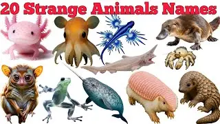 20 Strange Animals Names In English & Hindi With Fun Facts | Fun Learning For Pre-school Children