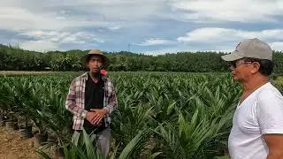 High quality oil palm seedlings
