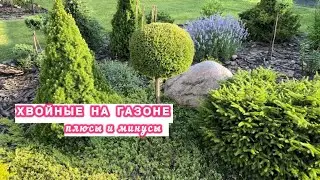 ХВОЙНЫЕ на газоне. Плюсы, минусы и личный опыт. 