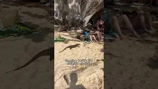 Thailand Giant Monitor Lizards 🦎 - Harmless but look wild
