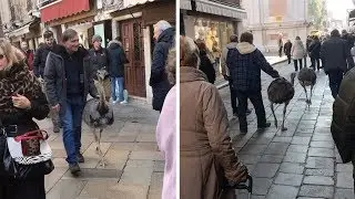 Tourists Walk Ostriches Through Venice