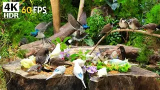 Cat TV for Cats to Watch 🐦 10 Hours of Calm Birds at Feeder | Stress Relief 4K
