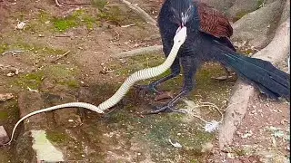 Red-eyed birds hunt snakes for their prey. #snake #birds 