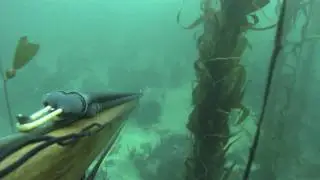 Soupfin Shark in PV