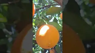 under the tree |Orange World |Valencia city |Europe |Shortvideo |