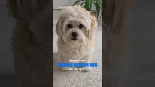 She&rsquo;s the funniest roommate ever 😂#dog #puppy #cutedog #doglover #dogshorts #shorts #viralshorts