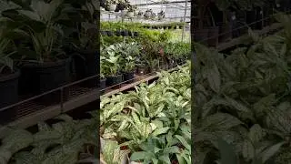 Kadiyam Nursery Beauty