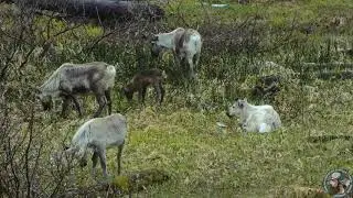 Северный Олень (Rangifer tarandus)