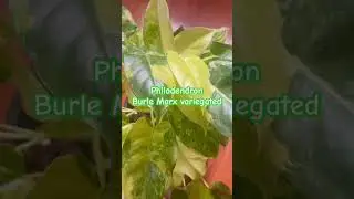 Philodendron Burle Marx Variegated #plants #collection