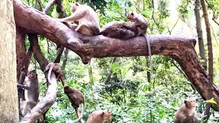 Community Of Monkeys