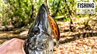 Smith Marsh SP - чудово ловить післянерестову щуку.