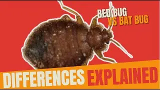 Help! Do You Have Bed Bugs or Bat Bugs: Bed Bug vs Bat Bug