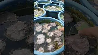 Dormancy Care in Waterlily and Lotus