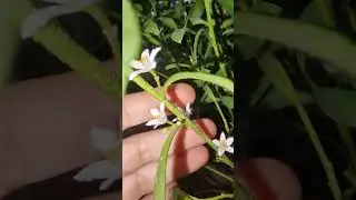 Эриостемон - ароматный Восковик | Eriostemon myoporoides 'Flower Girl Pink' #ароматные 