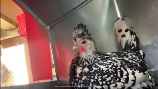 Ever wonder WHAT happens in a nesting box??￼