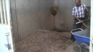 Stall Cleaning