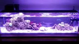 Update! 12g long Mr.Aqua now with WP10