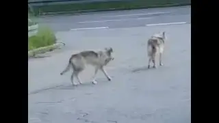 Der Wolf ist in Bonndorf im Schwarzwald angekommen.