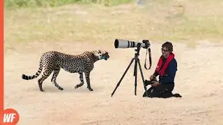 When Wild Animal Surprise Photographers..Unexpected Moments