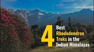 4 Best Rhododendron Treks In The Indian Himalayas | Indiahikes