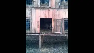 Rabbit prison breaks