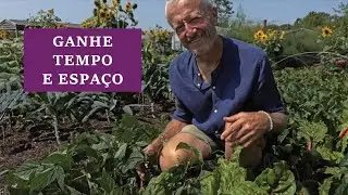 Consórcio de vegetais: combine hortaliças para economizar espaço