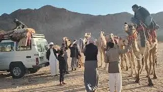 Before the لزلجة Hajjan هجان CAMEL RACE Wadi Hazra🐪 Ain Khudra, Sinai, Egypt