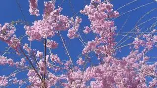 Ave Maria Bach Gounod   Richard Troxell