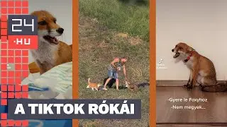 &bdquo;Csak egy &uuml;gyn&ouml;ke vagyok a r&oacute;ka-ember bar&aacute;ts&aacute;gnak.&rdquo; | 24.hu