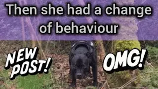 On the afternoon walk when my retired police dog through a legit change of behaviour
