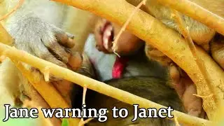 Unbelievable! Jane bite Janet to stop get milk, Janet don't scare mom, Janet try until succeed