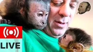 Monkeys Eating Breakfast! YUMMY!
