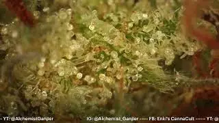 Everybody&rsquo;s &ldquo;Scromiting&rdquo; Now: Cannabis Hyperemesis, Alarmism, and What the Data Actually Says