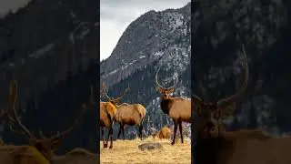 A Magical Journey Through the Canadian Rockies 🏞️
