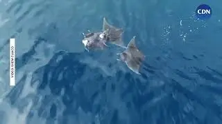 MOBULA RAYS SPOTTED IN BOHOL   WATCH: A school of mobula rays was seen swimming in the waters of&hellip;