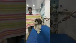 BEST GROOMING SERVICES AT REX VET SUPER SPECIALITY PET HEALTHCARE HOSPITAL MOHALI.📞7814918745.
