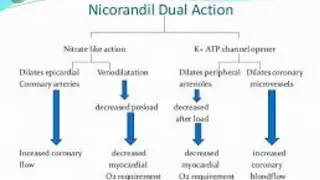 Nicorandil ( Nikoran-10 mg) : Potassium Channel Opener