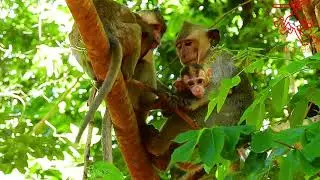 Really Poor Orphan Elpida Baby Very Skinny #Monkeyaction
