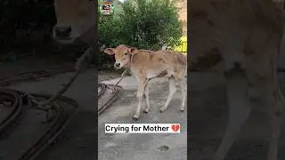 Emotional Cow Calf Sound 🐄💔 || #CalfCrying #AnimalEmotion