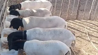 A F&Oacute;RMULA MAIS CERTA PRA VC INGORDA/OS SEUS ANIMAIS MAIS R&Aacute;PIDO,veja esse v&iacute;deo 