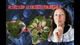 Секреты ПЕСТРОЛИСТНОСТИ у фиалок.