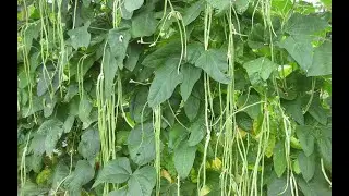 The Life Cycle of Cowpea | Modern Agriculture Cultivation and Harvest of Yardlong Bean