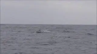 Arabian Sea humpback whale near Karachi (Sindh) coast of Pakistan