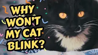 If Your Cat Stares At You Without Blinking, This Is Why