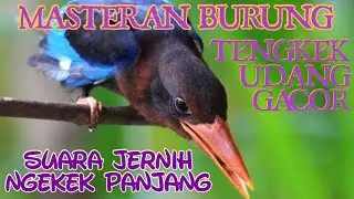 Tengkek Udang Suara Jernih Cocok Untuk Masteran Murai Batu Juara
