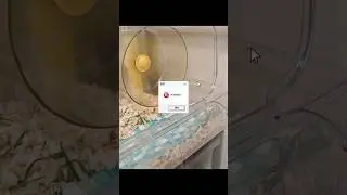 Cyber-raising hamster #pigfeed #cute #funny #hamster #computer #kawaii #rat #animals #pets #cat