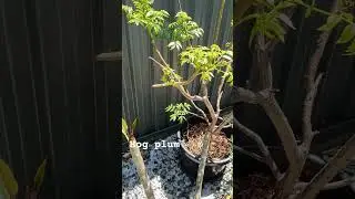 Hog plum/amra/Spondias mombin/Ambarella flowering in a pot. #gardening #gardeningvideos