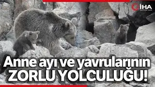 Anne Ayı, Yavrularını İnlerinde Böyle Götürdü, İşte O Anlar