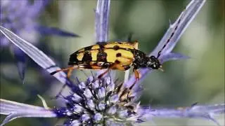 Rutpela maculata