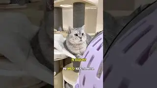 kejutan untuk milo menjadi kaka😻milo & memei🎉 #kucing #kucingmilo